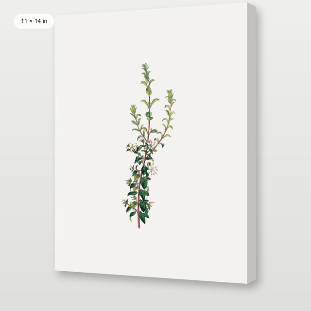 Winter Botanical, Gallery Wrap