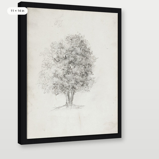 Apple Tree Sketch, Black Floater Frame