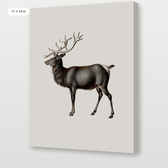 Reindeer, Gallery Wrap