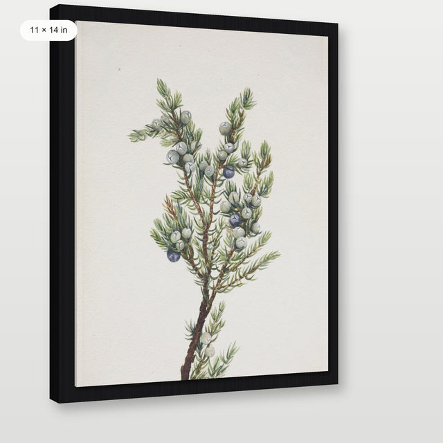 Winter Pine Branch, Black Floater Frame