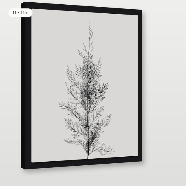 Pine Tree Top, Black Floater Frame