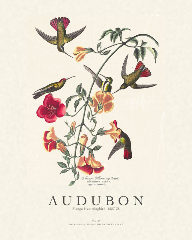 Audubon - Mango Hummingbird, Gallery Style