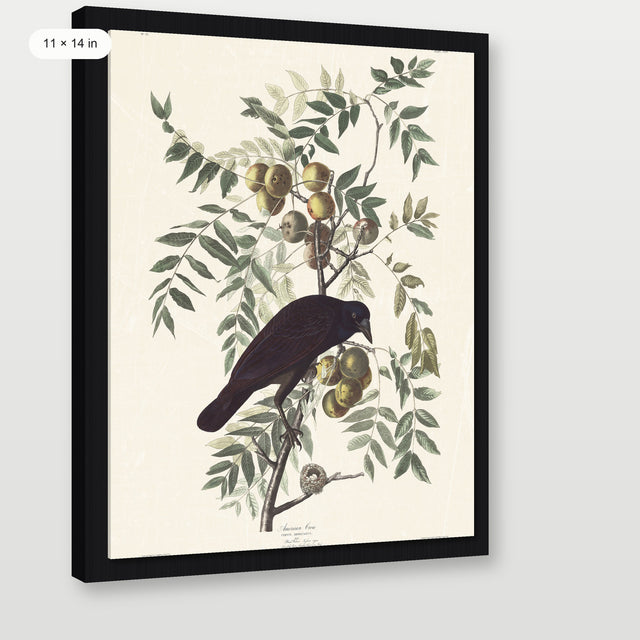 Audubon - American Crow, Black Floater Frame