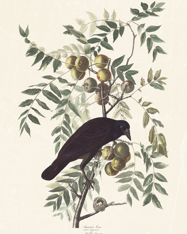 Audubon - American Crow, Full Bleed