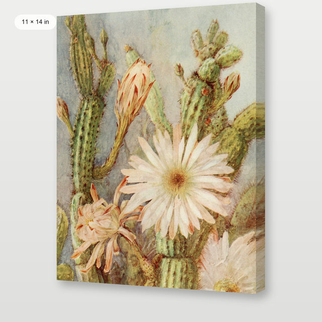 Cactus, Gallery Wrap