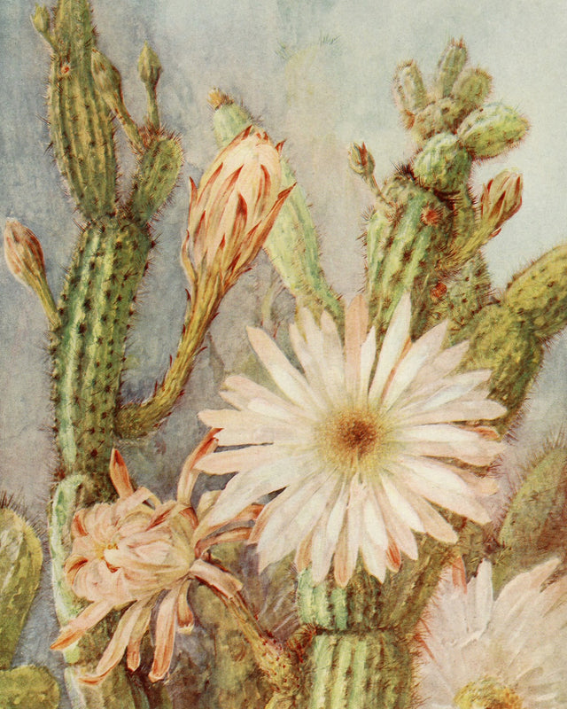 Cactus, Full Bleed