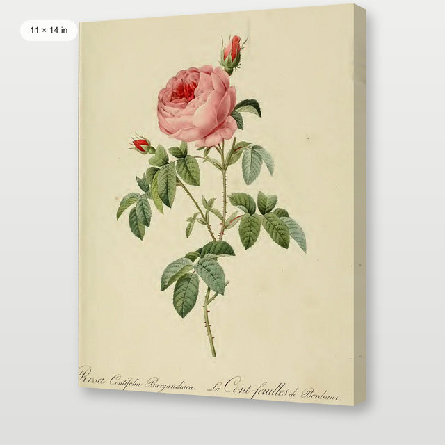 Redoute - Rosa Centifolia, Gallery Wrap