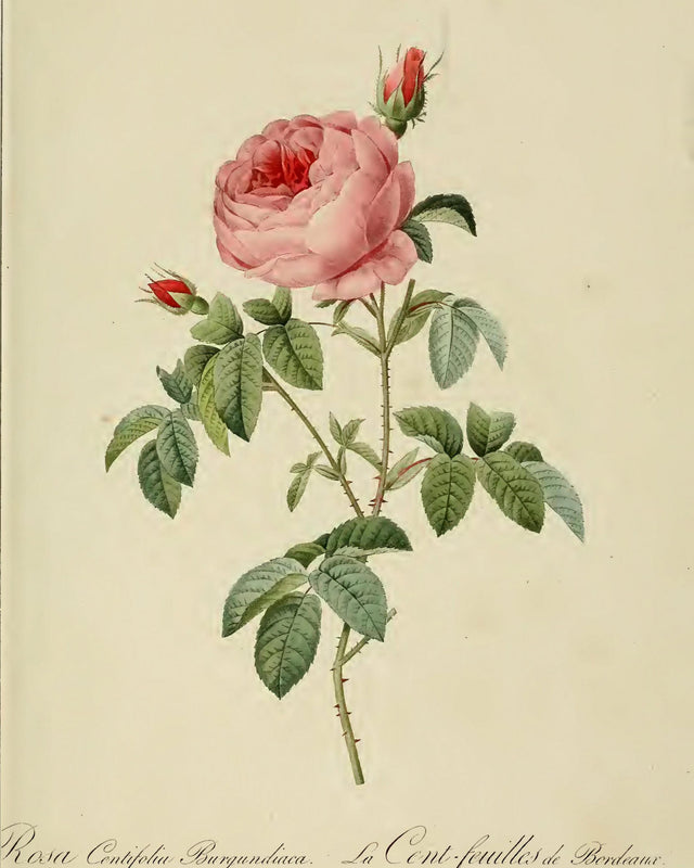 Redoute - Rosa Centifolia, Full Bleed