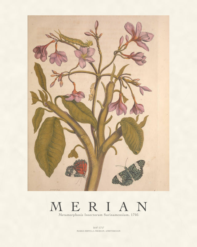 Merian - Metamorphosis Insectorum Surinamensium, Gallery Style