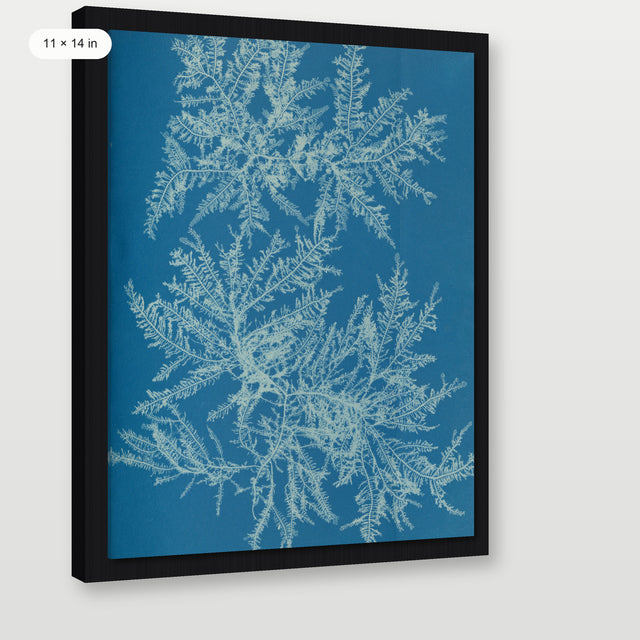 Atkins - Ptilota Plumosa Cyanotype, Black Floater Frame