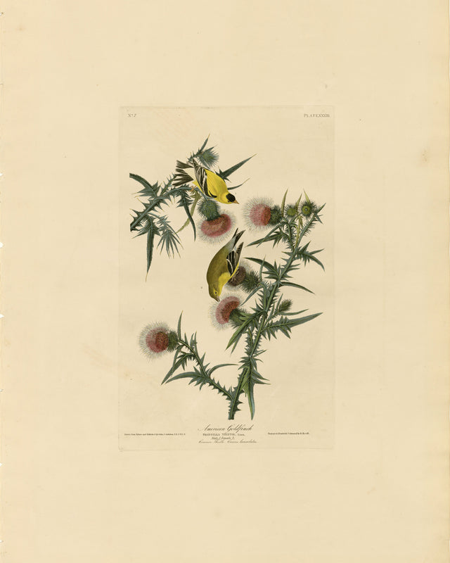 Audubon - American Goldfinch, Full Bleed