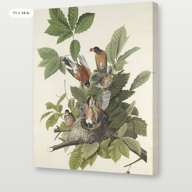 Audubon - American Robin, Gallery Wrap