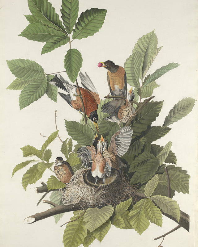 Audubon - American Robin, Full Bleed