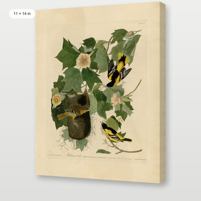Audubon - Baltimore Oriole, Gallery Wrap