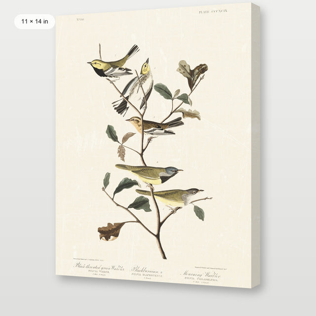 Audubon - Black Throated Warbler, Gallery Wrap