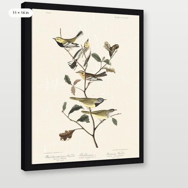 Audubon - Black Throated Warbler, Black Floater Frame