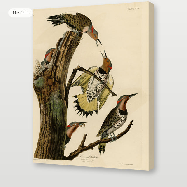 Audubon - Golden Woodpecker, Gallery Wrap