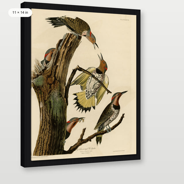 Audubon - Golden Woodpecker, Black Floater Frame