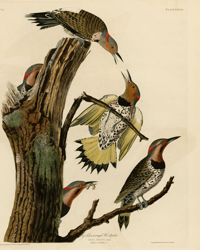 Audubon - Golden Woodpecker, Full Bleed