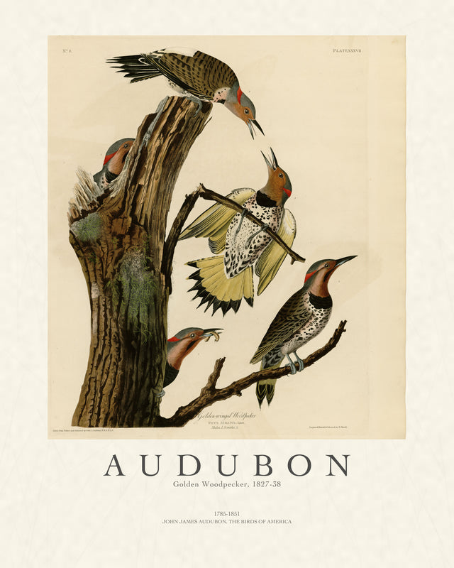 Audubon - Golden Woodpecker, Gallery Style