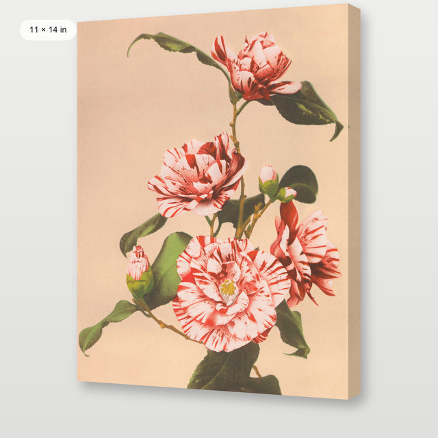 Kazumasa - Camelias, Gallery Wrap