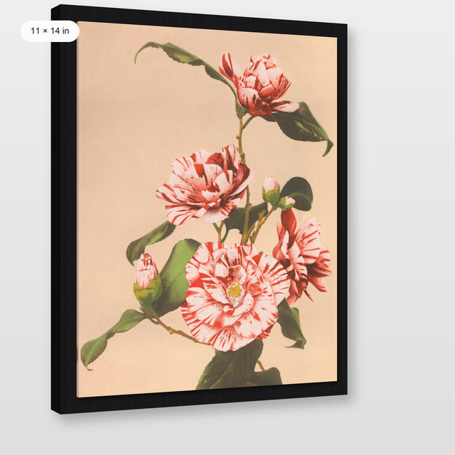 Kazumasa - Camelias, Black Floater Frame
