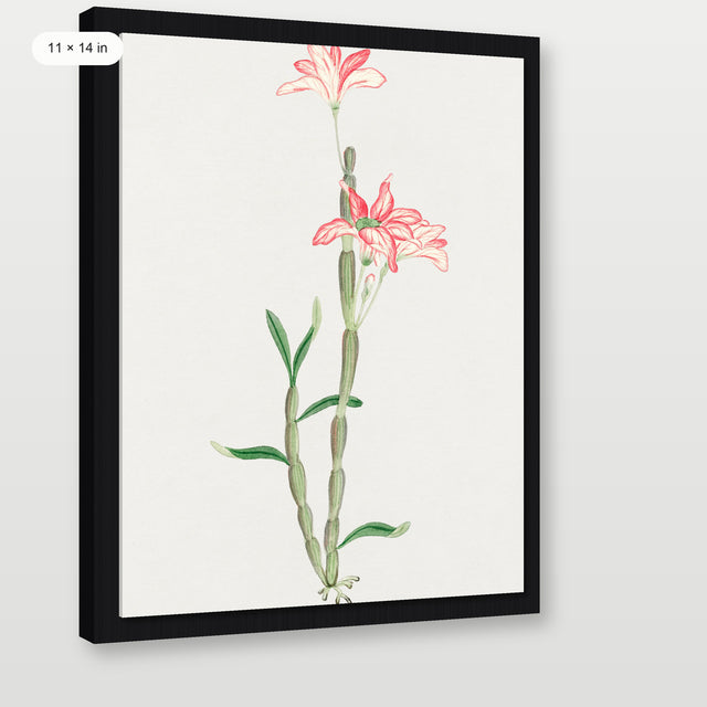 Sakoku Flower, Black Floater Frame
