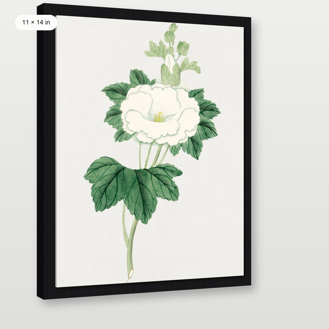 Tachi Aoi Flower, Black Floater Frame