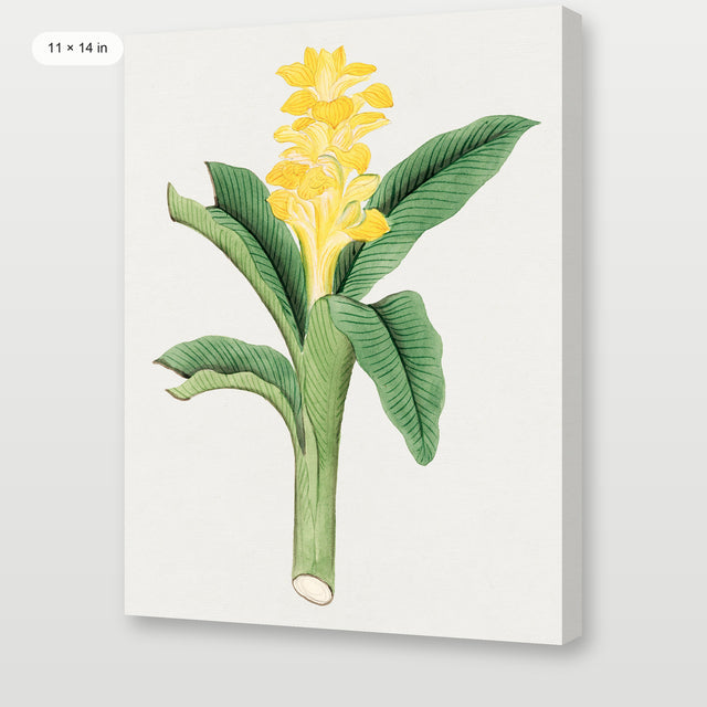 Ukon Flower, Gallery Wrap