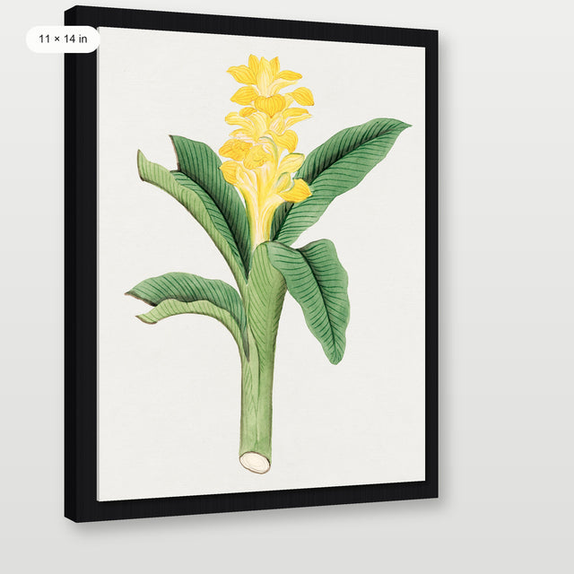 Ukon Flower, Black Floater Frame