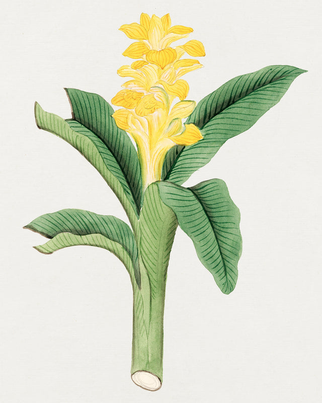 Ukon Flower, Full Bleed