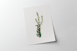 Winter Botanical
