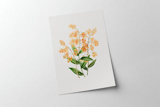 Wildflower