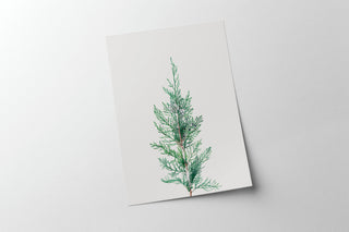 Winter Branch