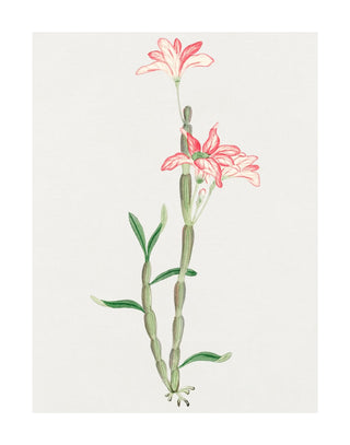 Sakoku Flower