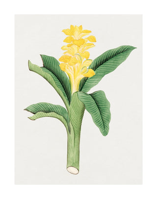Ukon Flower
