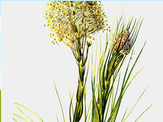 Tall Flower