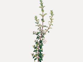 Winter Botanical
