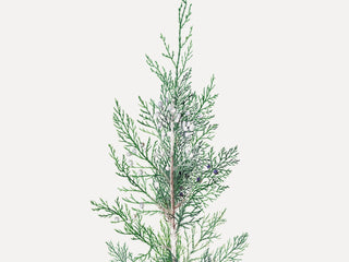 Winter Branch