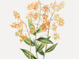 Wildflower