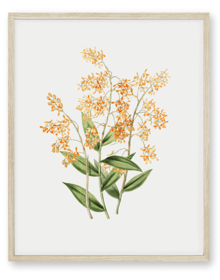 Wildflower