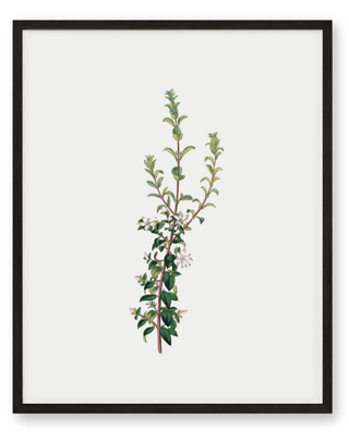 Winter Botanical