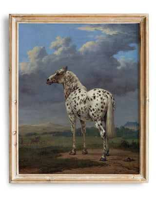 Piebald Horse