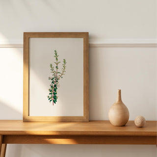 Winter Botanical