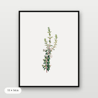 Winter Botanical