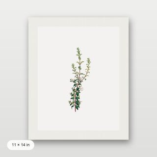Winter Botanical