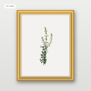 Winter Botanical