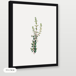 Winter Botanical