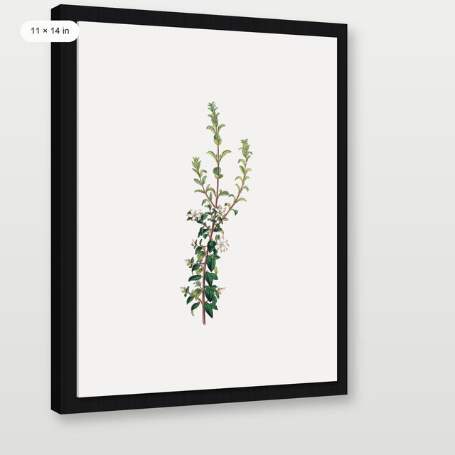 Winter Botanical, Black Floater Frame