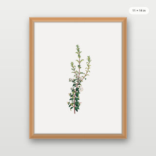 Winter Botanical